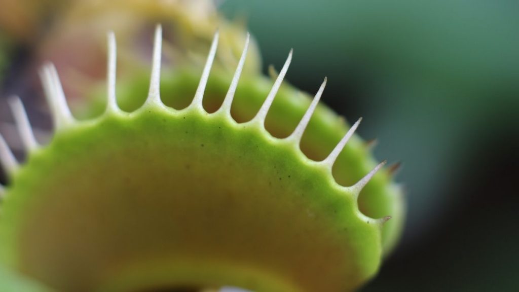 How much water does a Venus flytrap need