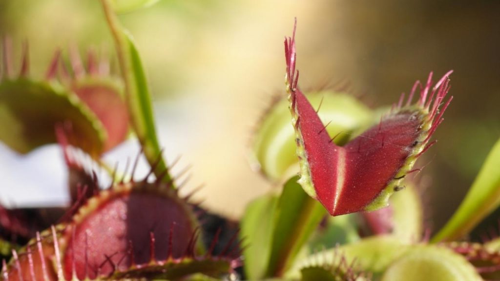 how venus flytraps work