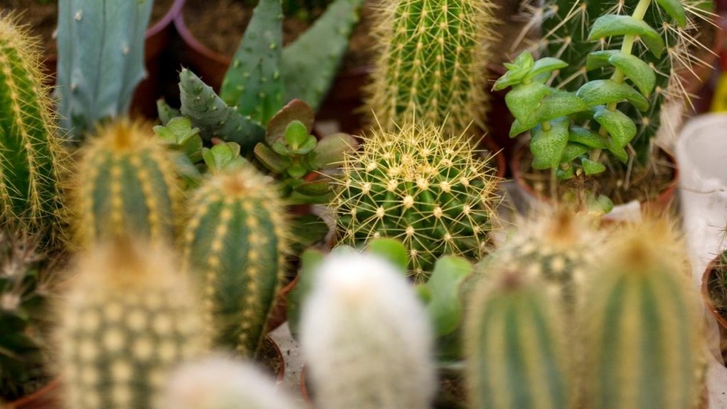 how long do cacti live