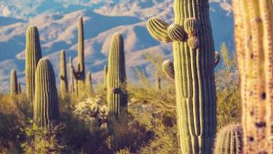 how long can a cactus live without water