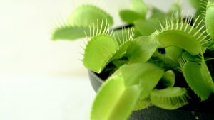 how long do venus flytraps live