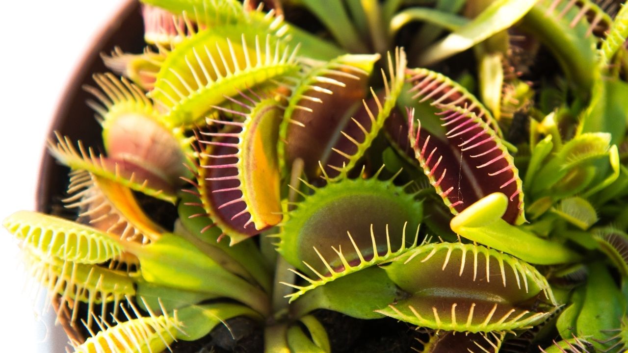 best pots for venus flytraps
