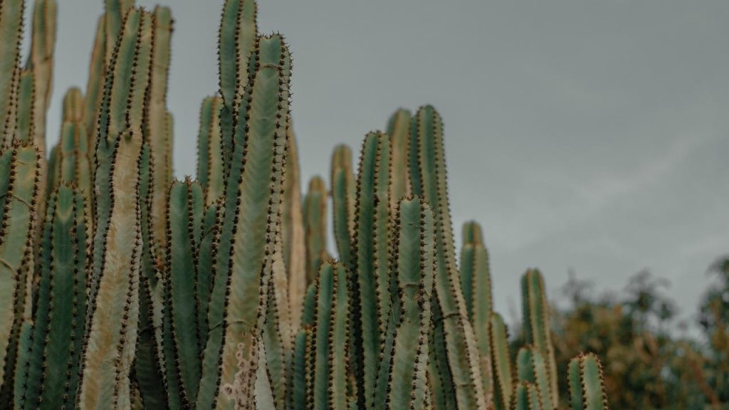 cactus etiolation (1)
