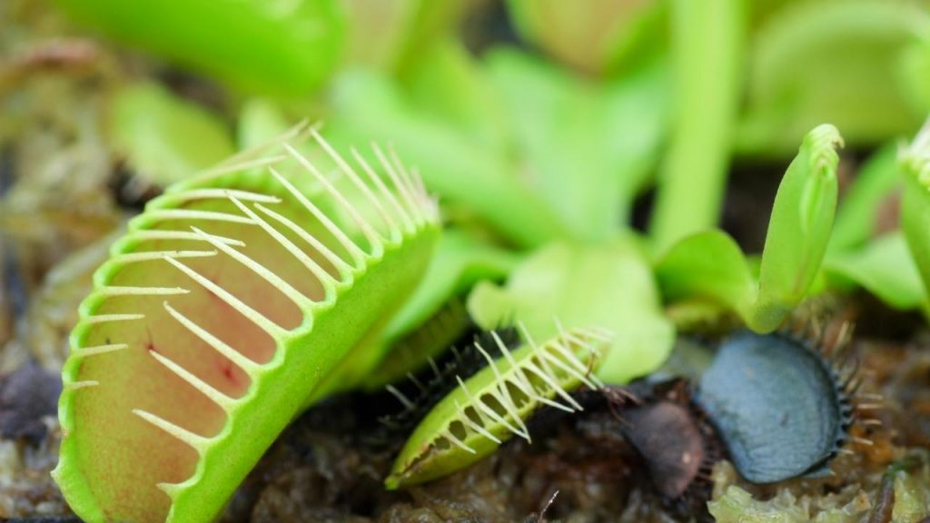 how do venus flytraps work 