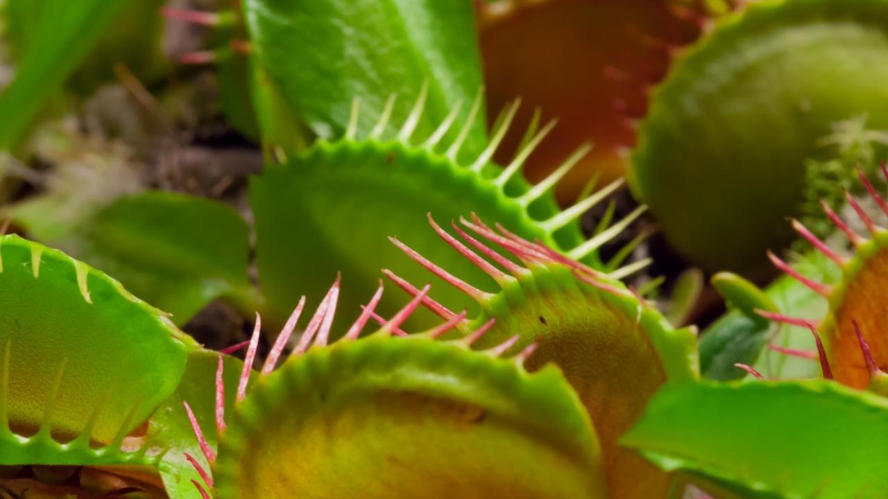 how do venus flytraps work