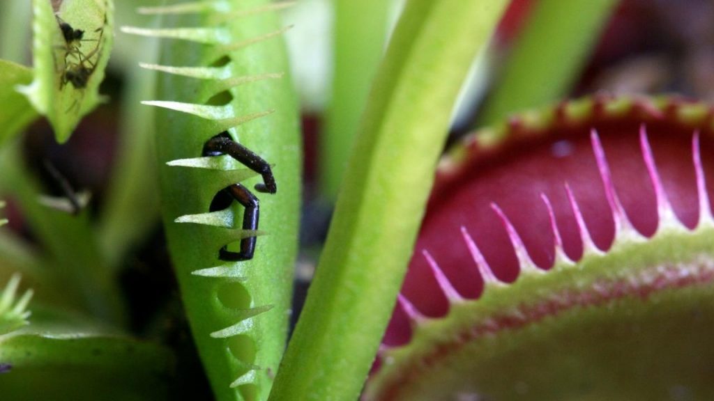 venus flytrap catching prey