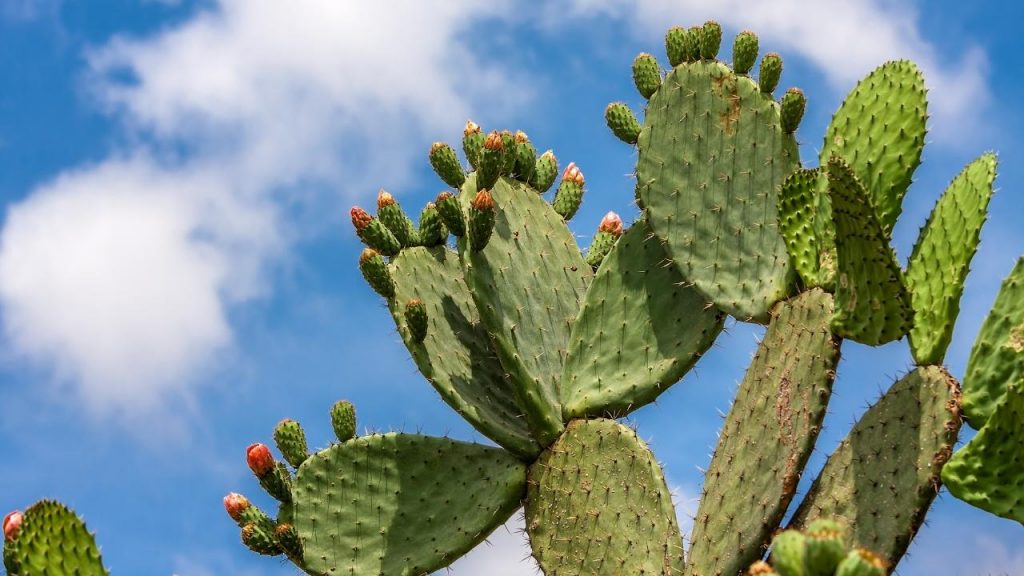what is cactus etiolation