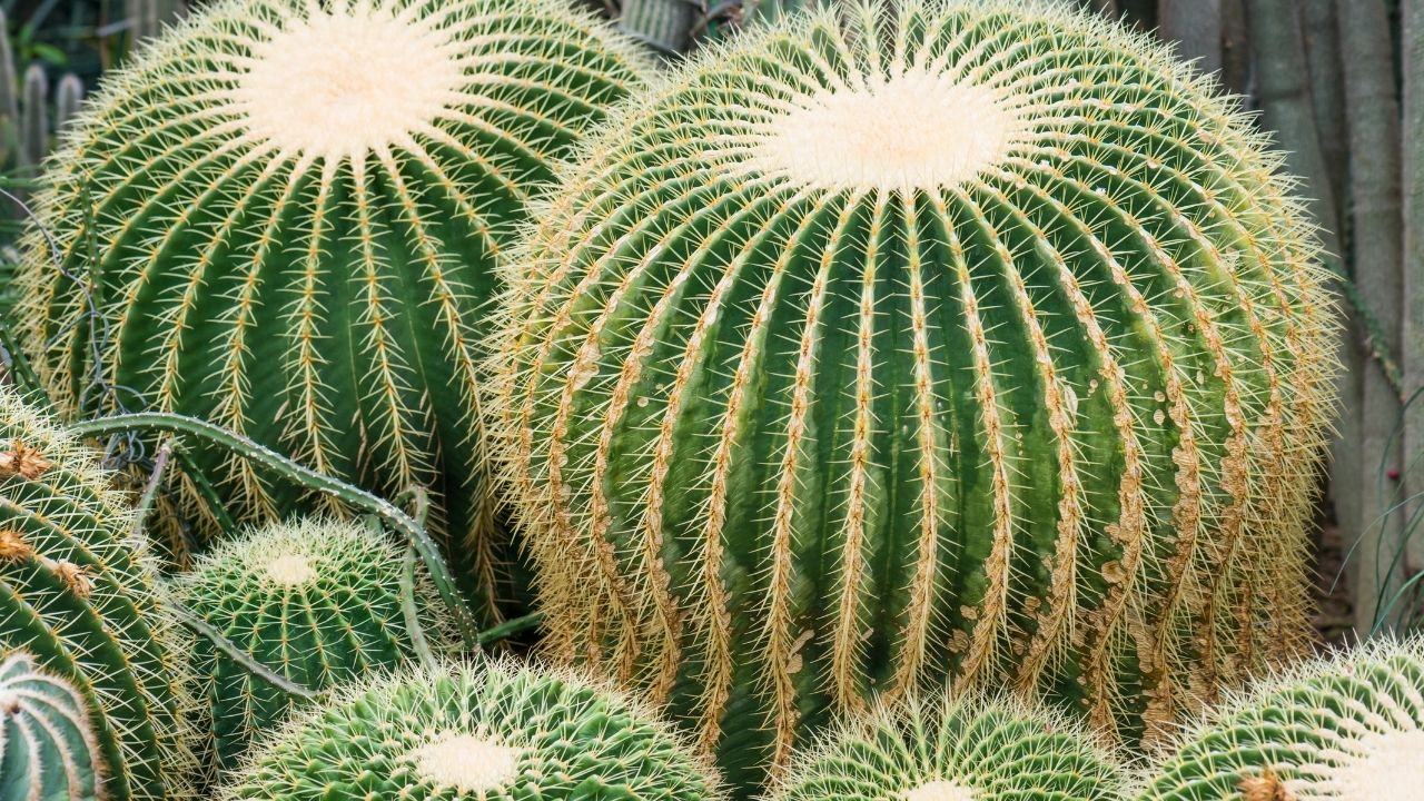 why are cacti prickly