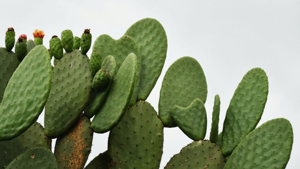 how fast do cacti grow