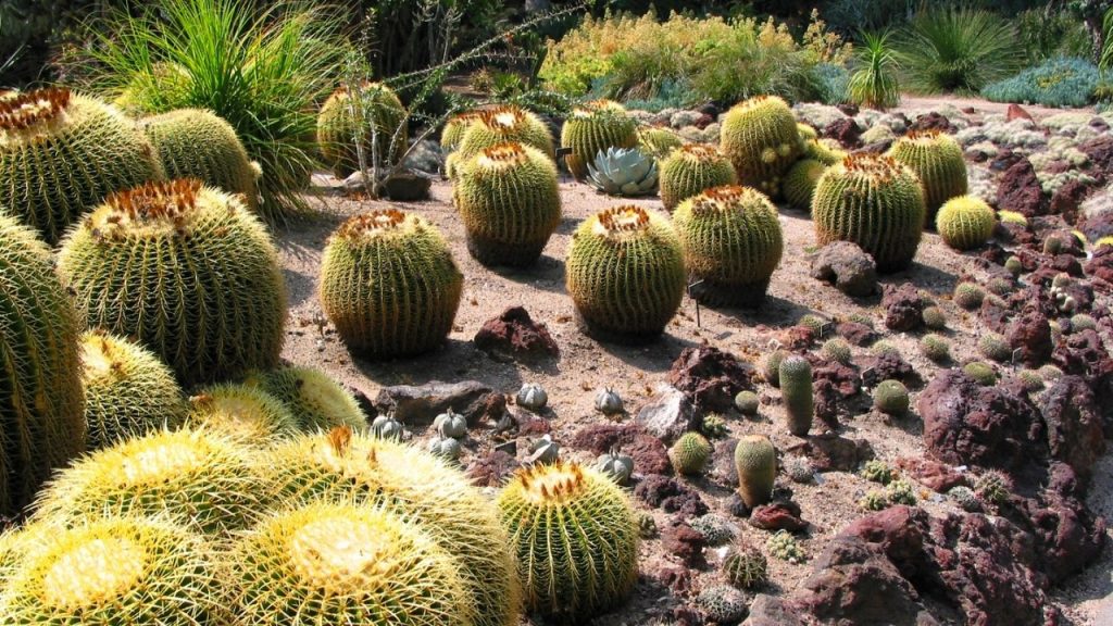 where do cacti grow